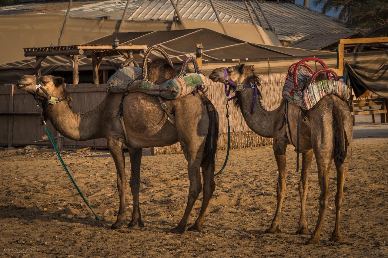 Desert Picture アラド エクステリア 写真